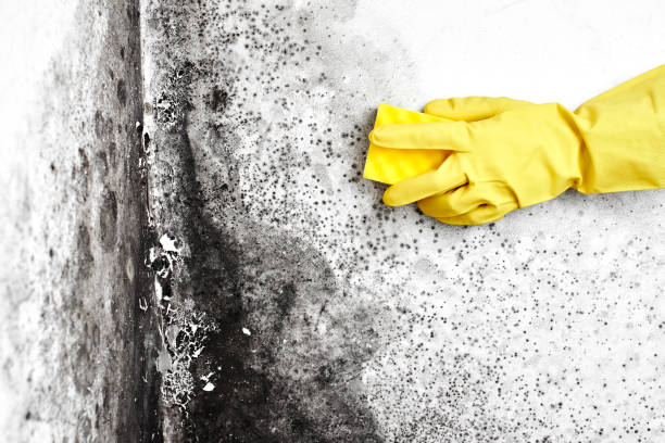 Best Same-Day Mold Removal  in Belville, NC