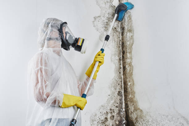 Mold Removal and Inspection in Belville, NC