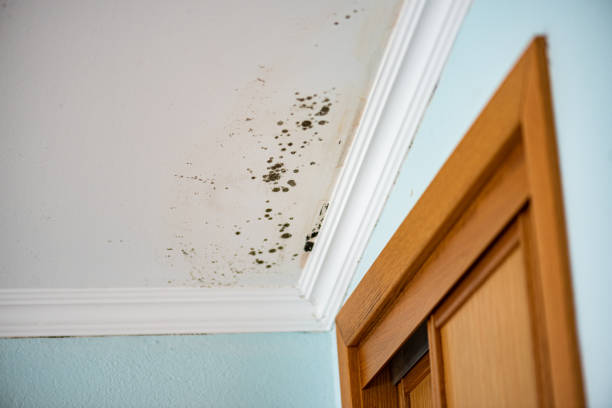 Best Affordable Mold Removal  in Belville, NC