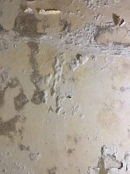 Office Mold Removal Services in Belville, NC