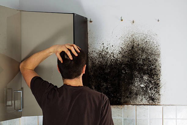 Best Mold Testing  in Belville, NC
