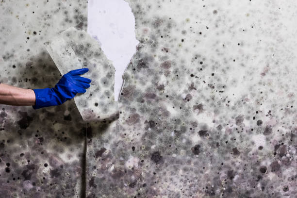 Best Office Mold Removal Services  in Belville, NC