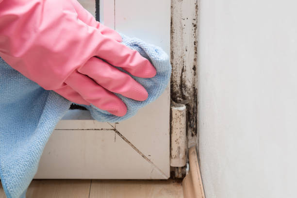 Professional Mold Removal in Belville, NC