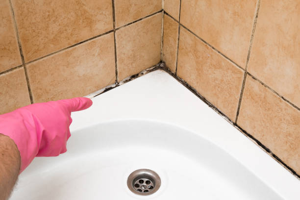 Best Local Mold Removal Service  in Belville, NC