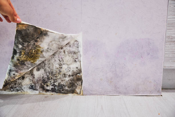 Best Fast Mold Removal  in Belville, NC